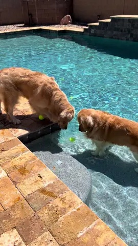 Relaxing pool day with the boys 😎✨ #goldenretriever #goldenbros #tub #blue 