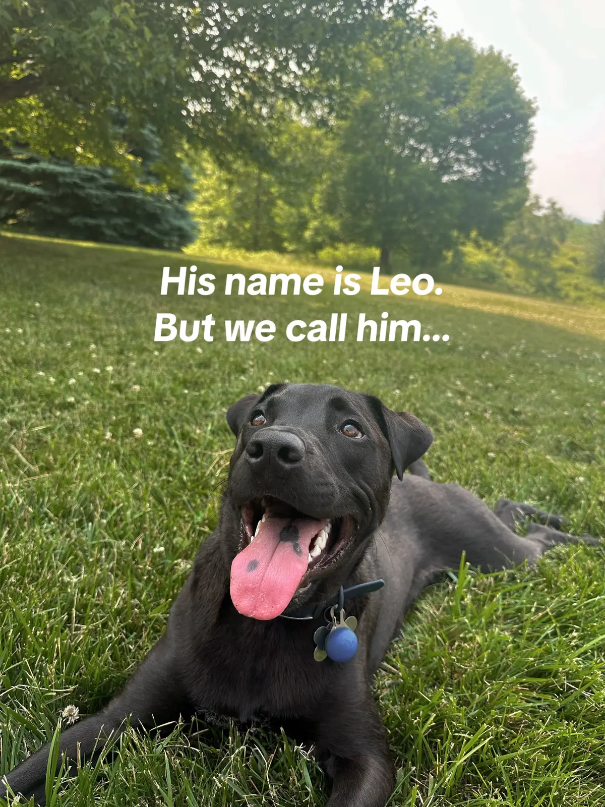 i love my chicken bubba wubba boy 🥹  #rescue #pawschicago #labmix 