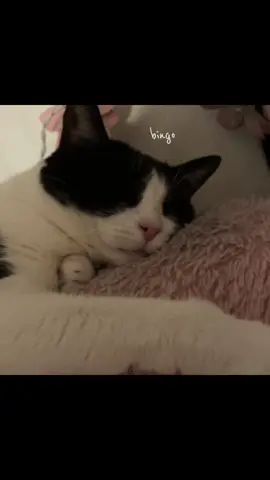 #CapCut this trend is so cutee🥹 #cat #cutecat #cutecar #catsoftiktok #fyp 