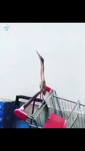 #greenscreenvideo #greenscreen #Americanbittern #Bird #Animals #Nature #Wildlife #viral #Viralvideo #foryou #foryoupage 