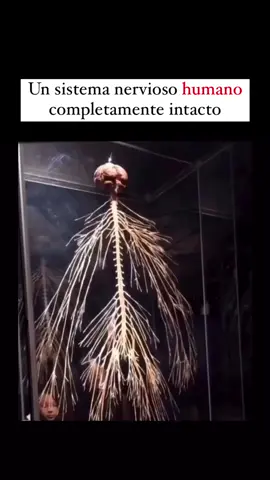 El sistema nervioso humano es una maravilla de la biología, una red compleja y finamente sintonizada que coordina nuestras acciones, pensamientos y sensaciones. Compuesto por el cerebro, la médula espinal y una extensa red de nervios, es el centro de comando que nos permite interactuar con el mundo. Es tan detallado que, si pudiéramos desplegar toda la red neuronal de una sola persona, abarcaría miles de kilómetros. Este intrincado sistema, ademas de transmitir señales a velocidades asombrosas, también es capaz de realizar procesamientos complejos que dan lugar a la conciencia y al pensamiento. Cada emoción que sentimos, cada recuerdo que guardamos, cada movimiento que realizamos, todo es posible gracias a la danza eléctrica y química de las neuronas.  Créditos del video a quien corresponda. #lacienciadice #cuerpohumano #sistemanervioso 