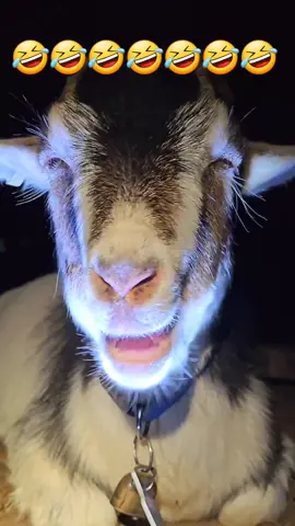 part | 4 #funnyvideos #funnyanimals #funnygoat #funnypet #🤣 