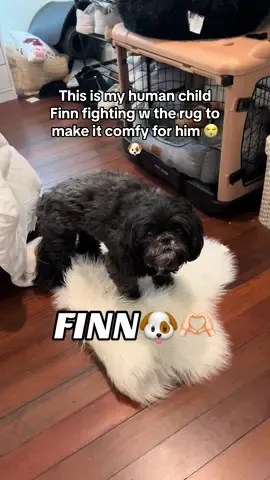 I literally cannot plz tell me someone elses dog does this. His bed is also RIGHT THERE. #shihtzusoftiktok #shihtzu #shihtzupuppy #shihtzulovers #dogsoftiktok #dogs #dogloverforever 