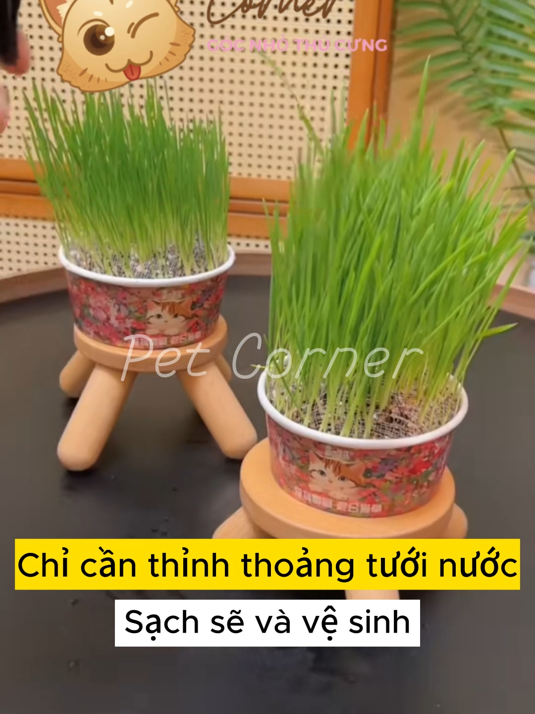 Tự trồng cỏ mèo sạch sẽ và vệ sinh #petcorner , #thucanchothucung , #phukienthucung , #pet , #cho , #meo , #dog , #cat , #yeucho , #yeumeo , #fypシ゚viral , #giaitri , #comeo , #hatgiongcomeo