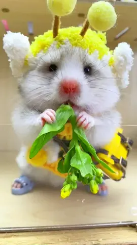 #hamster #hamstersoftiktok #foryou #fyp 