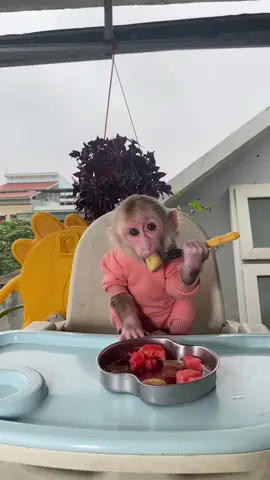 #monkey #monkeydluffy #cutemonkey #babymonkey #animals #animalbaby 
