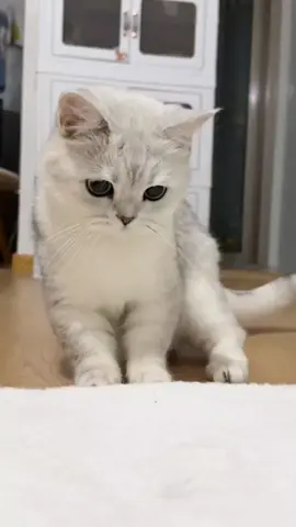 #pet #pets #petofinstagram #petinstagram #catlife #catmon #catmomlife #catdad #catreels #catvideo #catvideos #catvid #catsofinstagram #cutecats #tabby #funnycat #catsdoingthings #lovecat #catmeme #meme #cats_of_instaworld #cats #reelsinstagram #reelsexolore #kittycat #viralcats #viralcat #cat #trending #happycat #tabby 