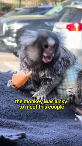 This is a cute 🐵#foryou #animalstiktok #storytime #monkey 