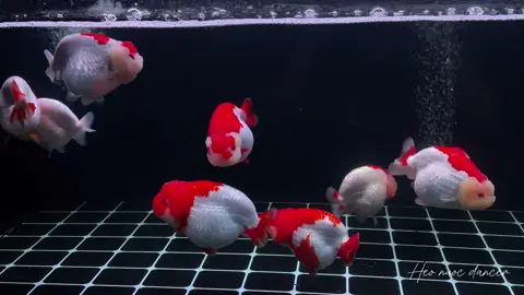#cavang #ranchu #redwhite Cá vàng múa tung tăng