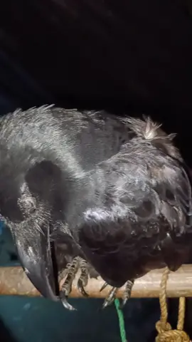 sleeping beauty si Uwak 🥰 #teamuwak  #talkingcrow  #uwak  #fypシ゚viral  #fypシ 