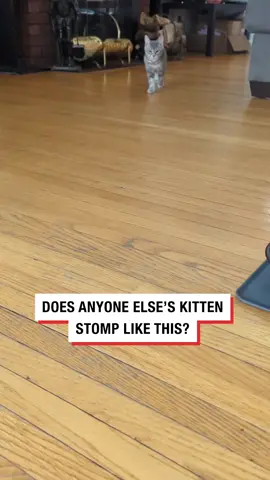 I could watch this all day 🤣 #kittens #funnycats #stomp #ladbible #trending #fyp