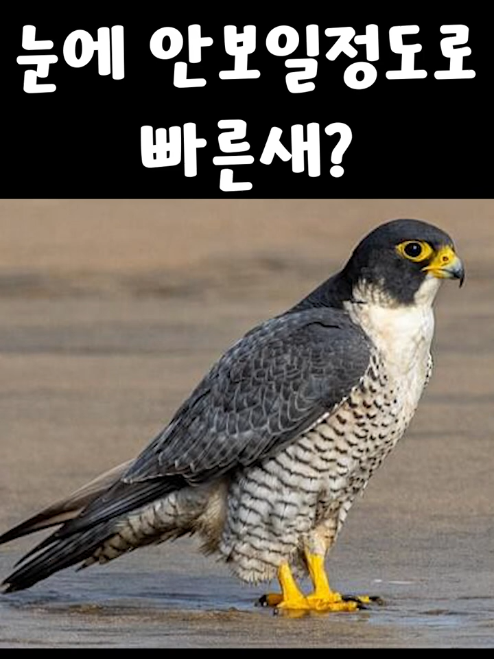 세상에서 가장 빠른 새_ _송골매_ #viral #fyp