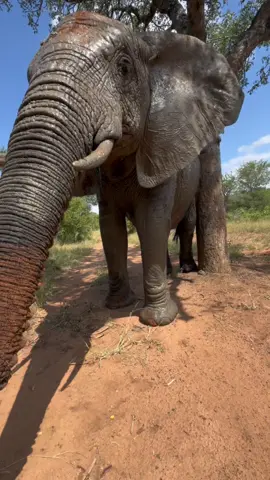 Muddy Mamas 🐘💖 Lundi shows off a beautifully-coated exterior post-mud shower, during a tree rub. Nature is full of stimulation and satisfaction for every one of the elephants’ senses.  #everyelephantneedsaherd #herdelephants #elephant #elephants #lundi #southafrica #elephantorphanage 