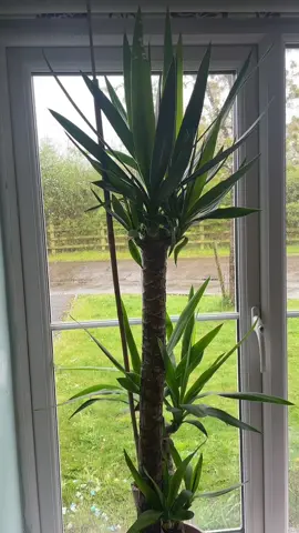 Perfect house plant #houseplant #homedecor #fyp #yucca #yuccaplant 