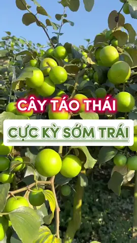 Táo thái da xanh giòn ngọt trái to ##xuhuong #caytrong #taothai 