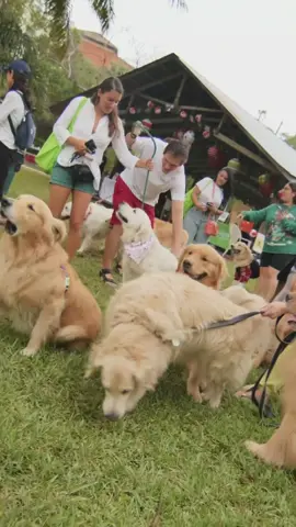 Join us for Woofstock, a day of peace ☮️, love 💗, and paws 🐾 for a good cause on Sunday, May 5th! Bring your dogs to the Barnacle from 11:00 a.m. - 4:00 p.m. for an unforgettable family-friendly open market fundraiser for Paw Patrol Animal Rescue and the Barnacle Historic State Park! Your dogs will LOVE the Happy with Dogs lure course and the dog off-leash play area sponsored by the Dog from Ipanema, as well as all the goodies our pet vendors will have for sale!  There will also be live music by the Tall Boys, delicious food and drinks, plenty of shopping from local pet-friendly vendors, and dog caricatures sponsored by Equipaws Pet Services!  We’re so excited to welcome you to our annual festival. 💚 Have fun for a good cause- see you soon, and pre-register your pet at the link in our bio!   #miamidogfriendlyevents #miamidogs #miamidogwalkers 