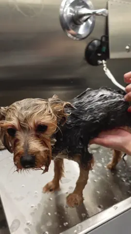 Treat your pup to a scrub-a-dub-dub this week 🫧 And don’t forget the essentials: our Recycled Pet-It Metal Pin Brush is perfect for detangling while bathing!  #doglove #groomingtools #grooming #petparent #bathtime 