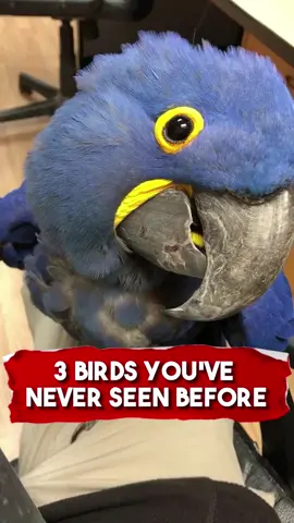 3 Birds You’ve never Seen Before 👀 🦅 #animals #bird #fyp #richyvidz 