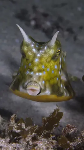 box fish 🐟  #boxfish #tiktok #foryou #nice #fypシ 