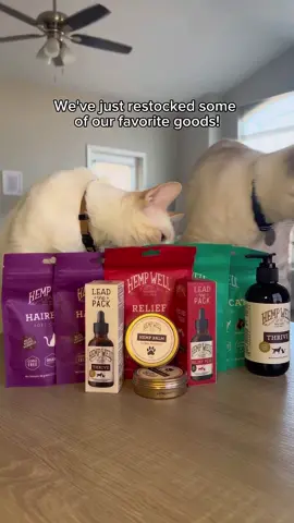 Support your kitty's health with our premium cat supplements! 🐱💪 #CatHealth #PetWellness #SupplementsForCats #HealthyCats #PetCare #CatLovers #catlover #catlady 