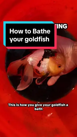 Heres a step by step guide on giving your goelfish a bath. Methylene blue salt baths are my go to for prevention and treatment of a wide variety of goldfish diseases or problems. Please understand that I am not a vet, this is not veterinary advice, please do your own research. #fish #goldfish #aquarium #oranda #methyleneblue 