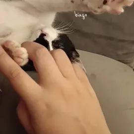 bingo bingo baby!  #CapCut  #fyp #fy #fypシ #animal #cat #gato #bingobingobaby