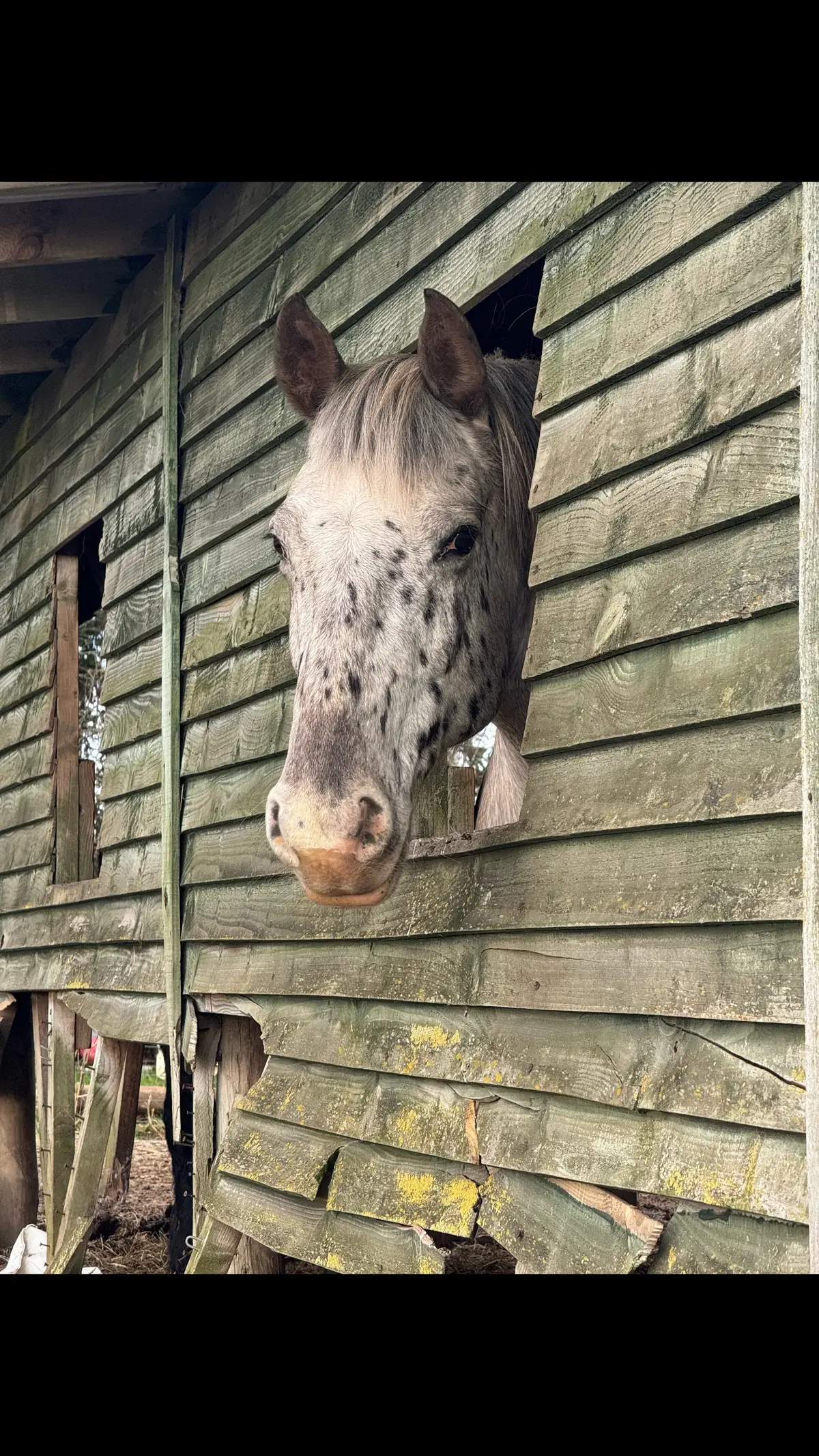 Miss Lulu ❤️ #horse #horsesoftiktok #horseslover 