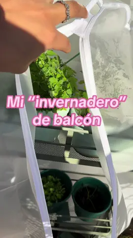 Es trabajo honesto 🥹 jsjsjsj  #fyp #parati #cosasdesoa #huerto #huertoencasa #casa #decor #DIY #deco #invernadero #balcon #depa 