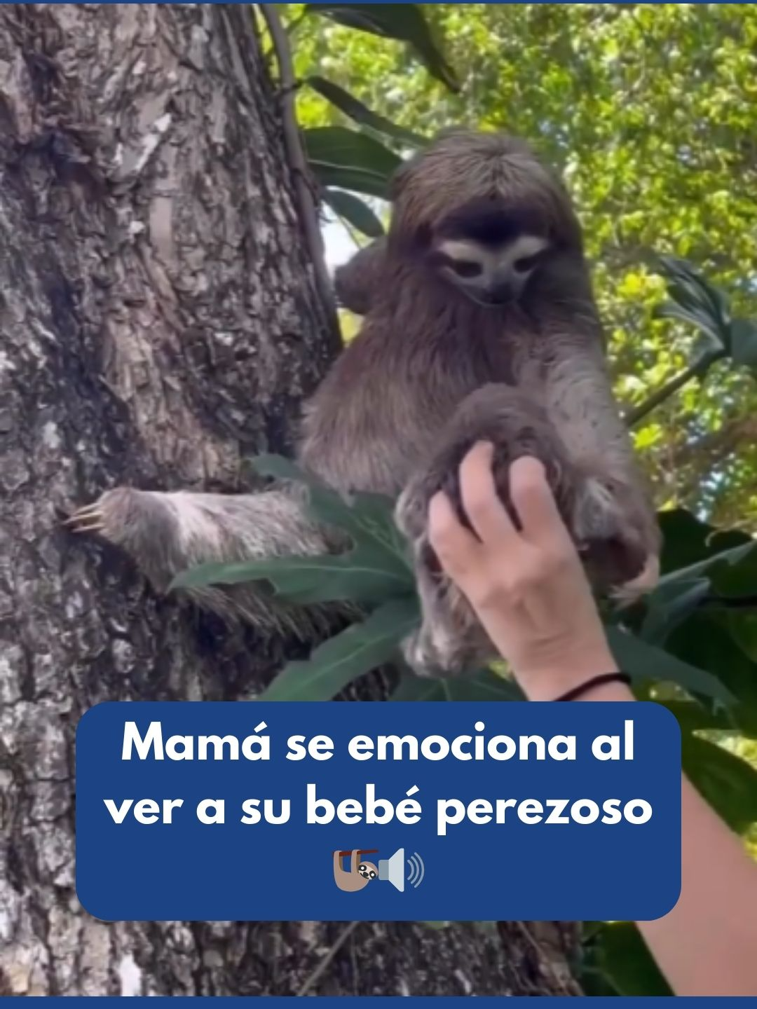 🔊 Escuche el hermoso sonido de emoción que hace la mamá al volver a ver a su bebé perezoso en Puerto Viejo, Limón. 😍🦥🇨🇷 Créditos: @explorarfervor #Naturaleza #Perezosos #CostaRica #PuraVida #Fauna #Familia