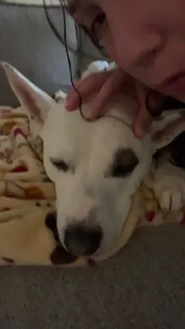 #bonecancer#osteosarcoma#cattledog#dogsoftiktok 
