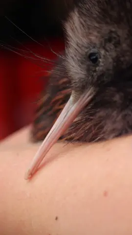 Unique features of the North Island Brown Kiwi 🌿🥝 #nationalkiwihatchery #kiwi #kiwibird #rotorua #newzealand 