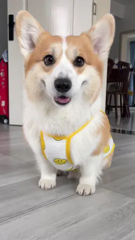 #dog #corgi 