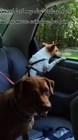 Fearless Dog Jumps Through Car Window ｜ FUNNIEST Pets of the Week-004 Part 529