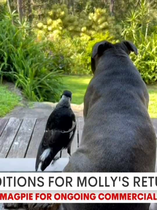 There's been a development in the mission to reunite the Instagram-famous Molly the Magpie with its Gold Coast family and best friend. #7NEWS