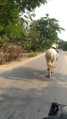 အုန်ပင်ပွဲအပြန်လေးပေါ့..... လိမ်မာလိုက်တာသမီငယ်ရယ်.... ရေစပ်ရှိနေသများတော့အတူရှိနေအုံးမှာပါ.. 🤗🤗🤗🤗😊😍😍😍