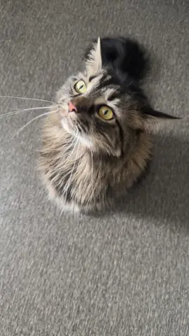 Food Time 😋 #cats #catsvideo #catfood #catsoftiktok #trending #foryoupage #fyp 