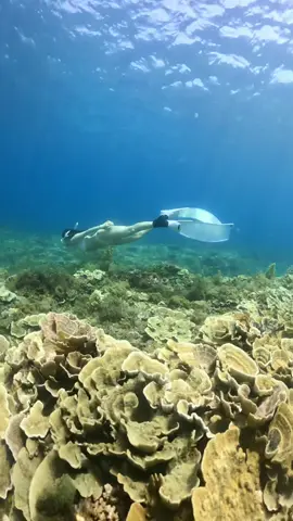 Ngẫu hứng…♥️ #ngocdung #daophuquy #lantudo #freediving #freedive 