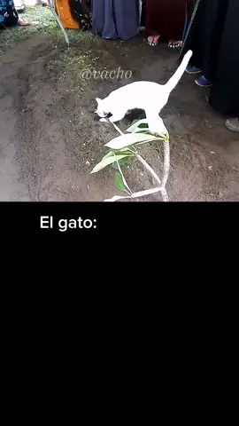 Gatito llora a ver que nunca volverá a ver a su dueño 😿 #shorts #emotional #parati #triste #historias 