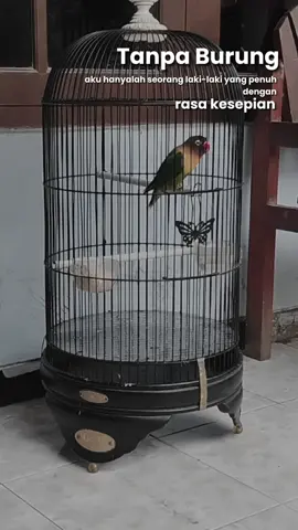 😊 #lovebird #lovebirdkonslet #lovebirdgacor ##lovebirdkonsletindonesia #lovebirdfighterindonesia #lovebirdfighterdurasi #lovebirdsurabaya #lovebirdjawatimur #CapCut 