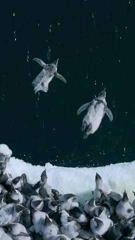 “If you do it, I’ll do it” 🐧 Filmed for the very first time by @Bertie Gregory, emperor penguin chicks leap off a 50-foot ice cliff to take their first swim! Learn more about this behavior at the 🔗 in bio and stay tuned for more: “Secrets of the Penguins
