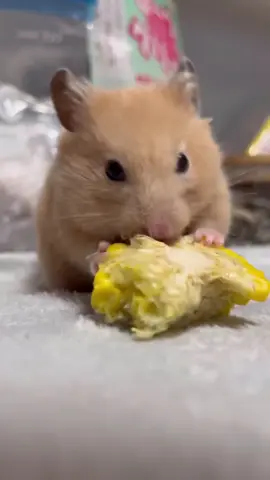 nyaman nyammm makan jagung 🌽 hamster ku lapar sangat suka makan dan tidur ❤️😍🥰❣️🐹  #makananhamsterberkualitas #makananhamster #pakanhamstermurah #pakanhamster #binatanglucu #petlover #pets #hamsterlucubangat #hamsterlucu #gemes #duniabinatang #foryoupage #pet #binatang #videoanimal #kandanghamster #animal #fyp #lebaranekstrasale 