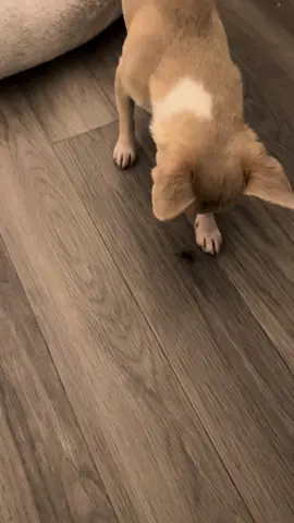 My little insect killer - the spider was still alive this morning to figh another fight 🤣 #chihuahua #chihuahuastiktok #chihuahuafanclub #chihuahualife #puppy #frank #cute #spider #killer 