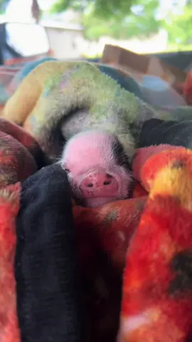 Very tiny piglet 🥹 
