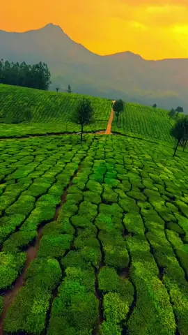 Munnar Beauty, Kerala... 😍😍❤❤👌👌💞💞🥰🥰🥰#noufal_kl10 #സഞ്ചാരി #യാത്രയെ_പ്രണയിച്ചവൻ #മലപ്പുറംകാരൻ #godsowncountry #kerala #nature #പ്രകൃതി #yathra #traveling #travel #bullet #royalenfield #malappuram #ksa #jeddah #dxb #dubai #mallu #usa #india #indian #uae #munnar #munnardiaries #munnariaz #idukki #idukkikari #idukkikkaran 
