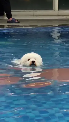 pertama kali berenanggg yeyyyy 🏊 #bichonfrisé #bichongram #cutedog #puppy #dog #snow #anjingberenang #swimming #berenang #dogswimming #loveswimming #thursdayvibes #anjinglucu #anjinggemoy #doglover #fyp 