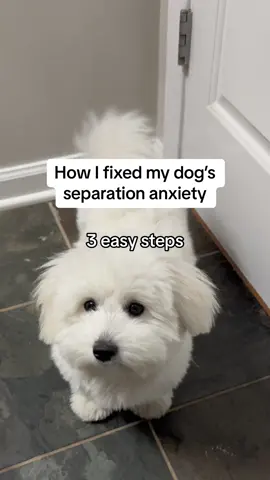 A lot of *supervised* time alone is key here! To tire them out before you leave, try using @Sniffspot #cotondetulear #dogsoftiktok #cutedoglife #CapCut 