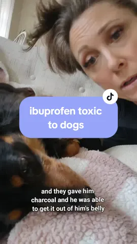 I hate that I didn't know this. #dogs #dogsoftiktok #ibuprofen #dogmom #toxic 