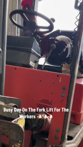 #CapCut A busy day for the work birds!! A bit of fork lift driving, singing, then laying an egg!! #chickensoftiktok #chicken #hen #freerange #freerangechickens #forklift #forkliftoperator 