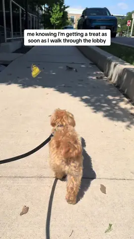 There is no stopping him when it comes to his treat at the end of his walk🙂 #maltipooteodoro #maltipoo #poodle #maltese #cutepuppy #pets #smalldog #doglover #dogsoftiktok #cutnessoverloaded #maltipoosoftiktok #toymaltipoo #foryou 