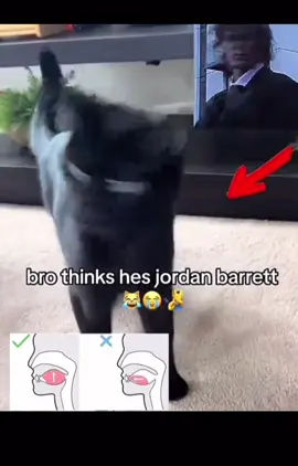 This cat mogs everyone #mog #jordanbarrett #mogger #mogged #cat #cats #CapCut #edit #fyp 